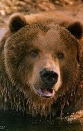 Bart the Bear pictures
