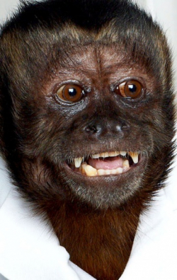 Crystal the Monkey - bio and intersting facts about personal life.