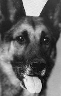 Strongheart the Dog - bio and intersting facts about personal life.