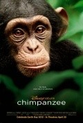Chimpanzee - wallpapers.