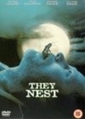 They Nest - wallpapers.