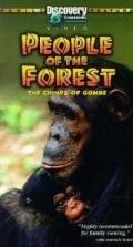 People of the Forest: The Chimps of Gombe - wallpapers.