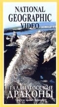 The Dragons of Galapagos pictures.