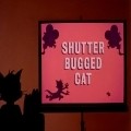 Shutter Bugged Cat pictures.