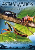 World's Biggest and Baddest Bugs - wallpapers.