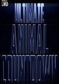 Ultimate Animal: flocks pictures.