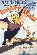 Contrary Condor pictures.